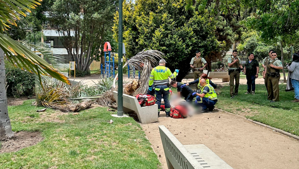 /regionales/region-de-valparaiso/hombre-de-66-anos-murio-al-ser-aplastado-por-una-palmera-en-plaza-de-vina