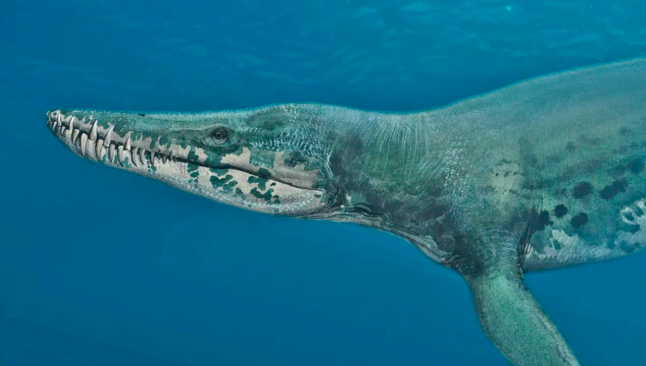 /internacional/europa/una-maquina-mortifera-la-historia-del-animal-marino-jurasico-hallado-en