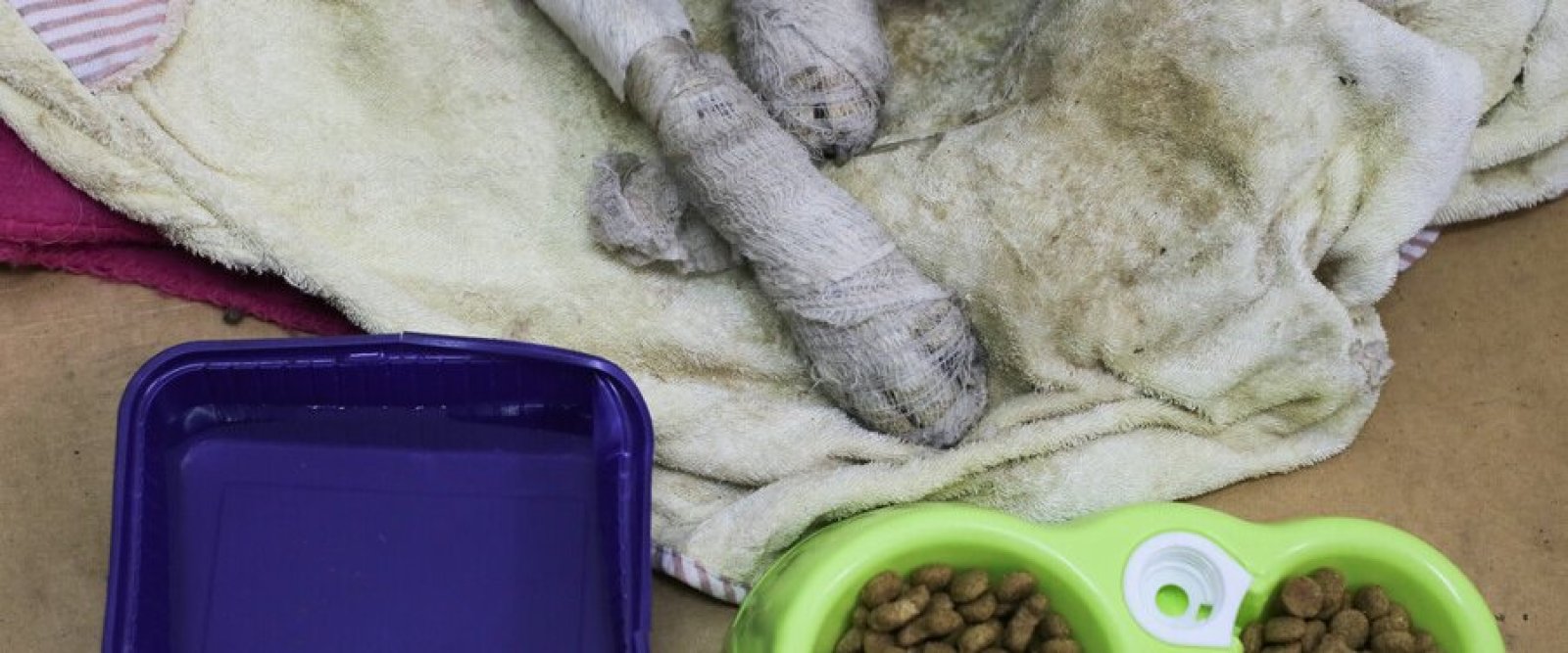 Incendios forestales en Ñuble y Biobío: habilitan atención veterinaria gratuita para mascotas y fauna silvestre