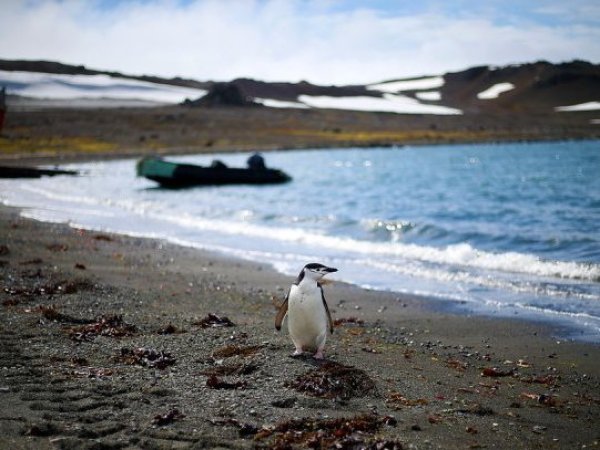 Confirman influenza aviar en la Antártica por tercer año consecutivo
