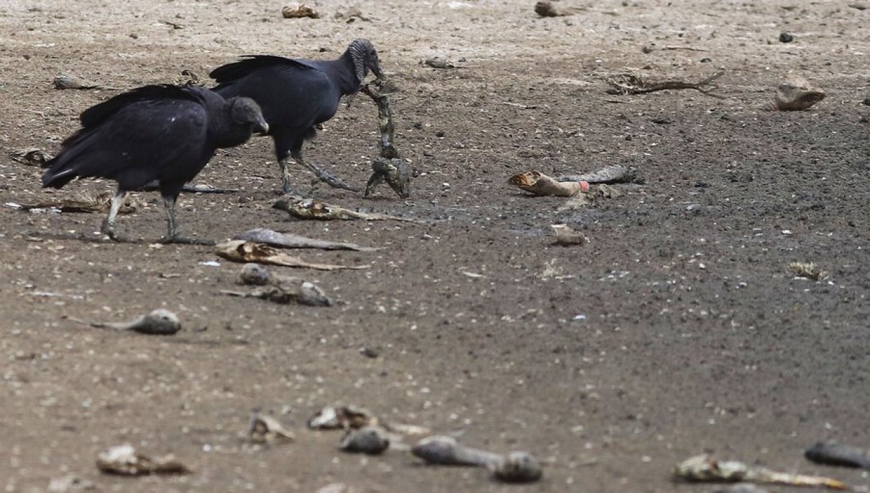 /regionales/preocupacion-en-los-lagos-y-la-araucania-por-contaminacion-en-rios-y-lagos