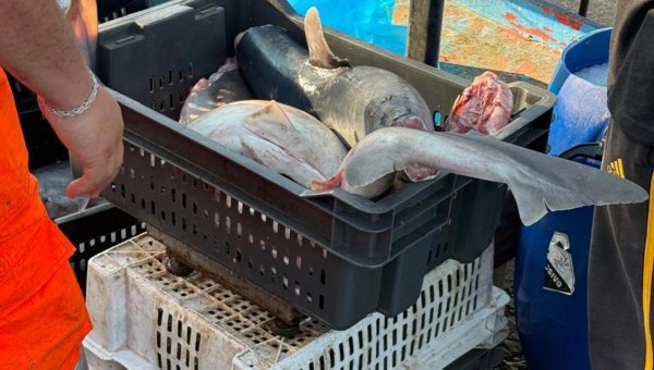 Investigadores de la UA alertan sobre crítico estado de tiburones costeros consumidos como tollos en el norte de Chile