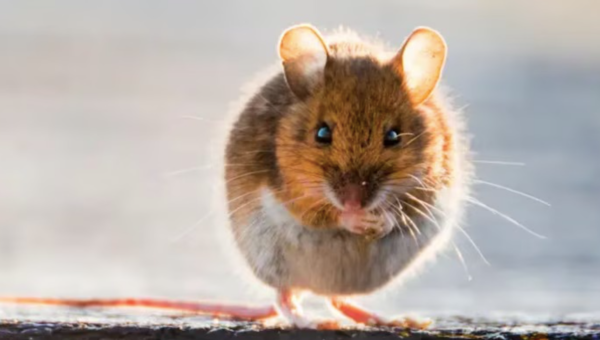 Lo que debemos saber sobre la Cepa Andes de Hantavirus