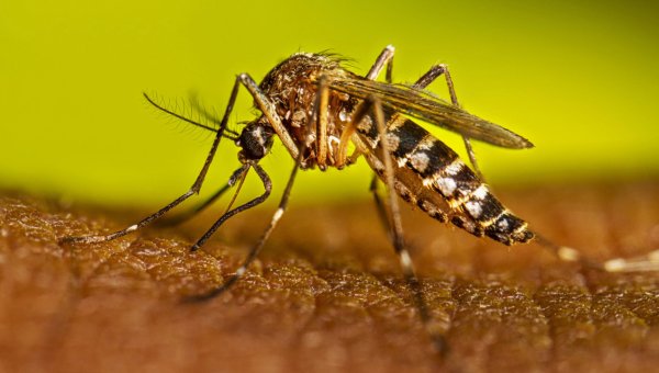 Hallazgo de mosquitos Aedes aegyti en Antofagasta: experto de la UA llama a reforzar la vigilancia sin generar alarma