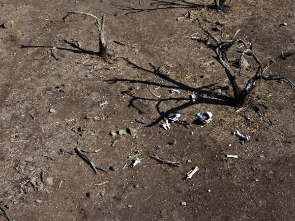 [Entrevista] Crisis hídrica, emergencia agrícola ¿Puede Chile enfrentar el cambio climático?