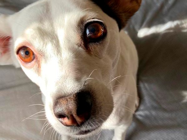 [Entrevista] Alianza Verde Popular, partido animalista en formación: «La Ley Cholito se queda corta»