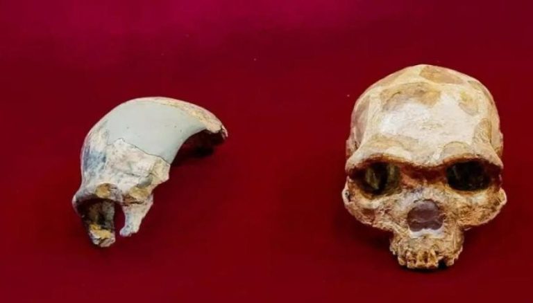 Descubren cráneo de 300 mil años que no correspondería a ninguna especie humana conocida