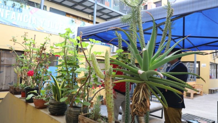 Municipalidad de Antofagasta promueve la creación de huertos urbanos