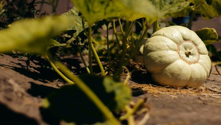 Donde la ciencia florece: Macrozona Norte impulsa misión en agricultura del desierto