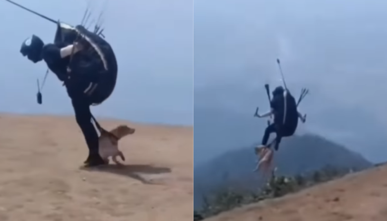Hombre causa indignación al obligar a su perro a lanzarse en parapente