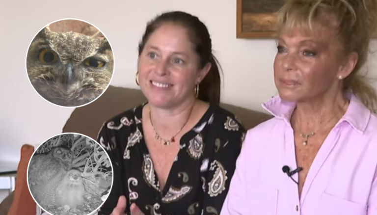 Con cámara 24/7: así vive una familia de búhos en un departamento de Vitacura
