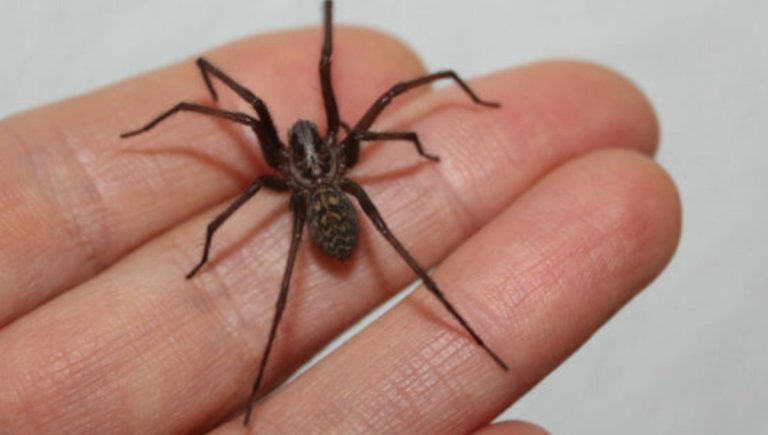 Araña de rincón: salud pide extremar precauciones para evitar mordeduras