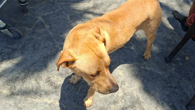 Antofagasta: personal municipal rescata a perro con convulsiones y ahora busca hogar