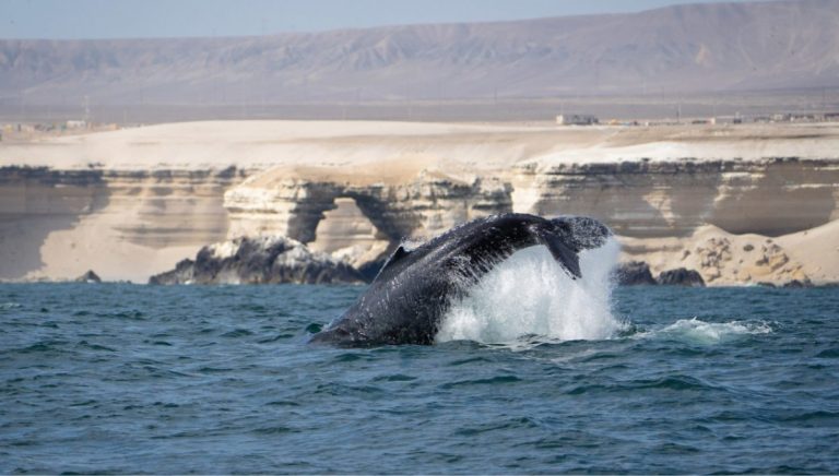 Antofagasta es territorio clave para la presencia de ballenas y cetáceos en el Norte de Chile