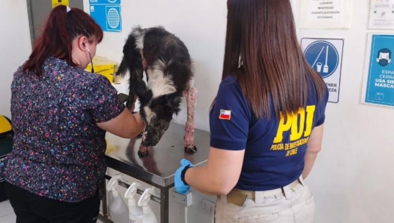 Perro quedó internado tras grave caso de maltrato animal en Antofagasta