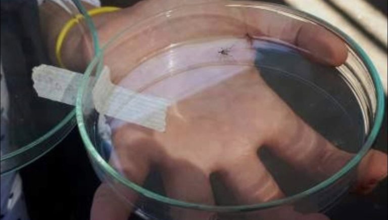 Tocopilla: seremi de salud detecta presencia de larva de mosquito Aedes Aegypti
