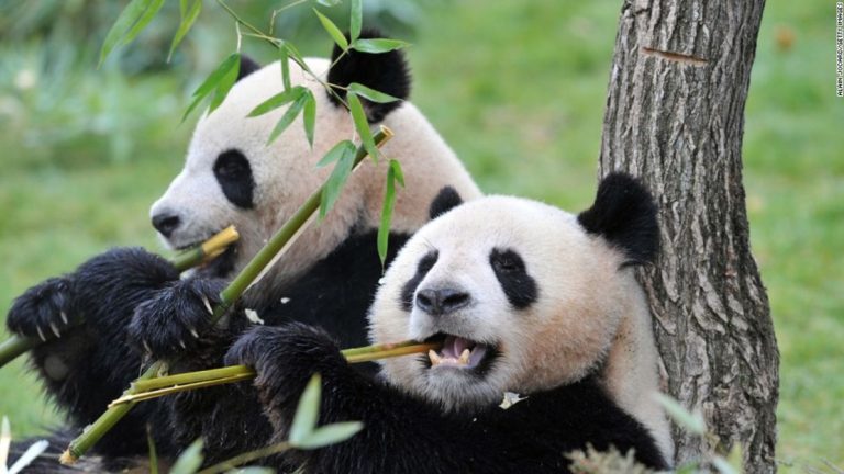 El panda gigante logró dejar atrás la categoría de “en peligro de extinción”