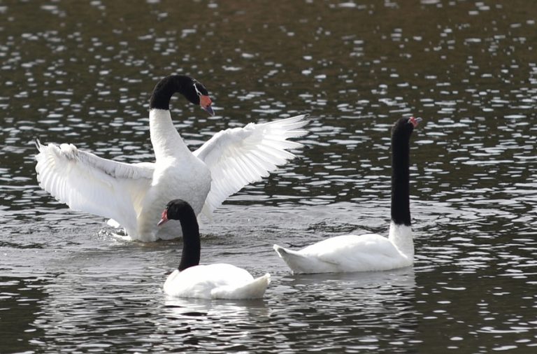 SAG confirmó la muerte de 137 cisnes de cuello negro en santuario de Los Ríos