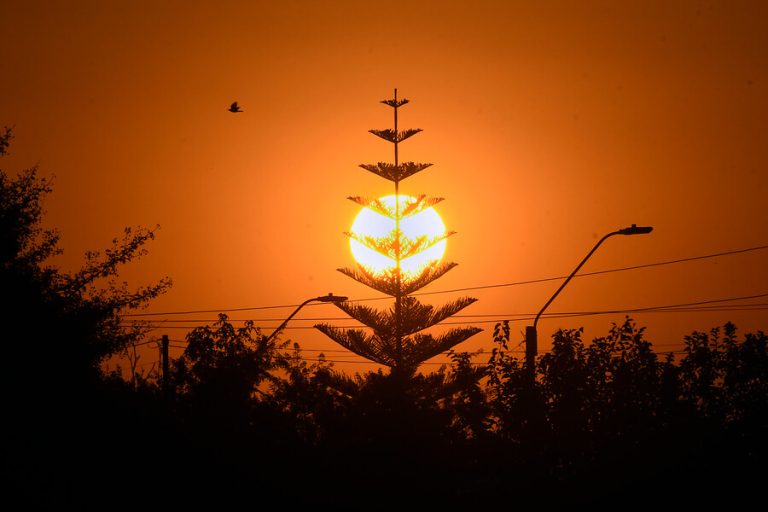 Incendios y cambio climático reducen más de 35 mil hectáreas de araucarias en La Araucanía