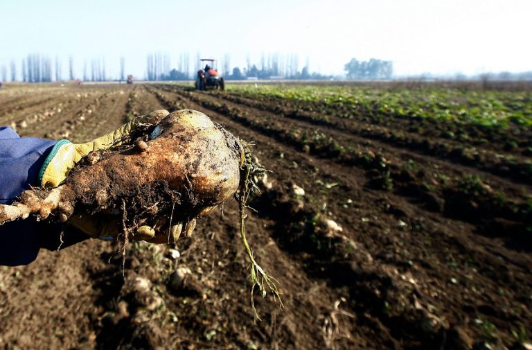 Subsecretario de Agricultura aborda crisis remolachera y situación de viñateros en Ñuble